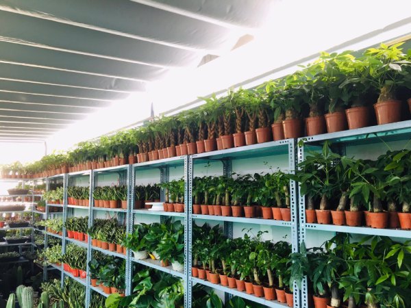 Kệ trưng bày cây cảnh loại sắt V lỗ