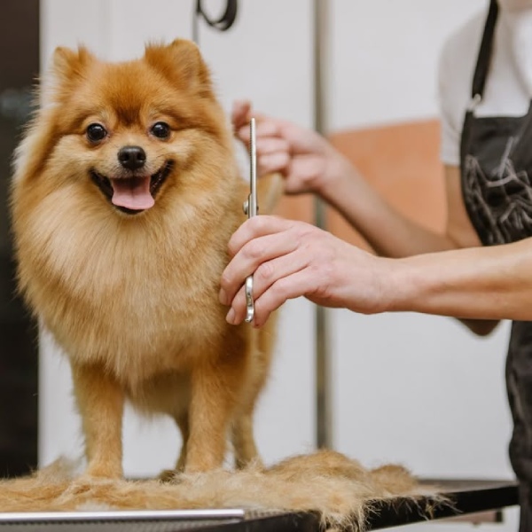 Mở dịch vụ spa thú cưng ít vốn lợi nhuận tốt